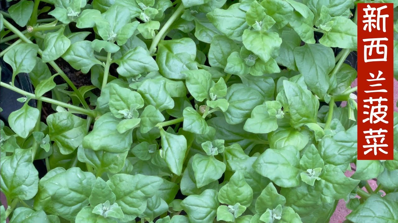 种植新西兰菠菜｜Planting New Zealand spinach