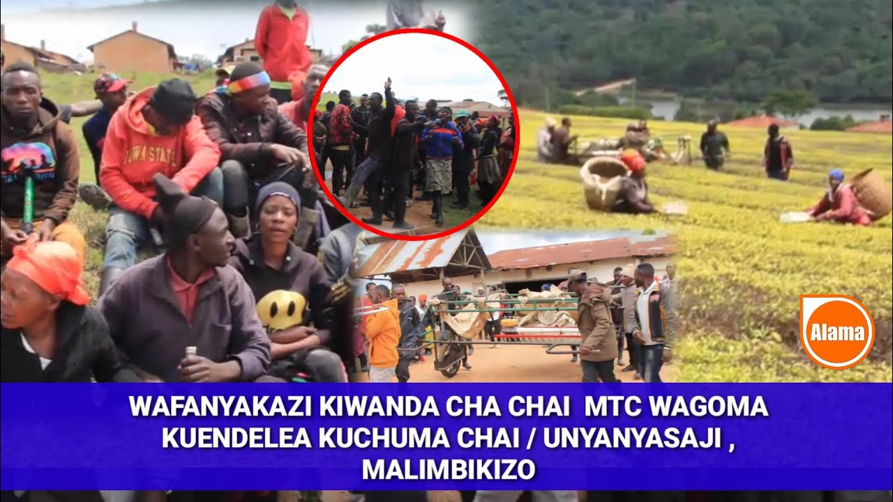 Duh! WAFANYAKAZI KIWANDA CHA CHAI  MTC WAFANYAMGOMO KUENDELEA KUCHUMA CHAI