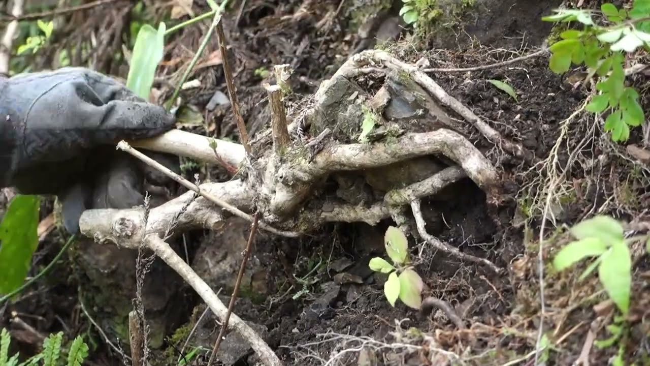 【根上り素材】 マルバウツギの山採り  ♯387