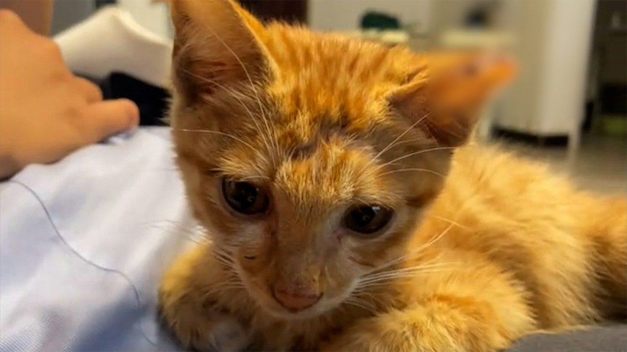 焦げた尻尾の子猫を拾った女性。10年後、愛情に包まれた日々の中で見せた“奇跡の変化”に涙が止まらない【感動】
