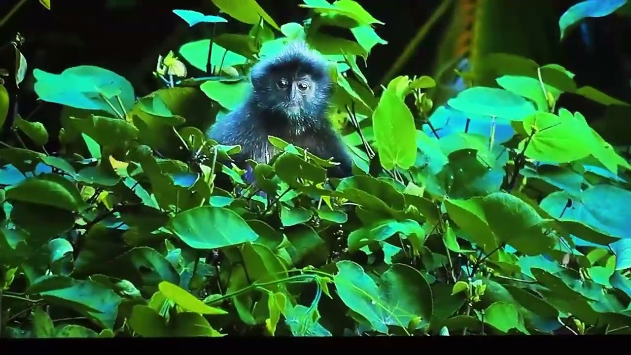 Borneo - ein besonderes Naturerlebnis