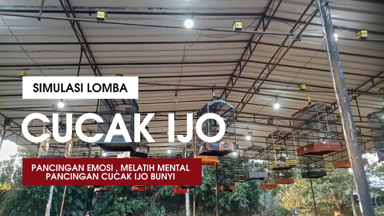 PANCINGAN SIMULASI LOIMBA CUCAK IJO AGAR MAU BUNYI #cucakijogacor #simulasilombacucakijo