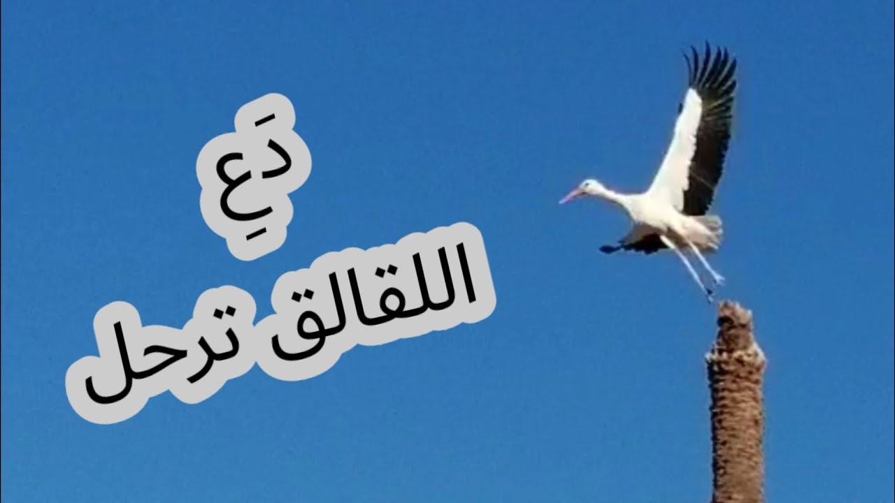 ترصد طائر المالك الحزين/البلشون 😔لكن النهاية كانت حزينة
