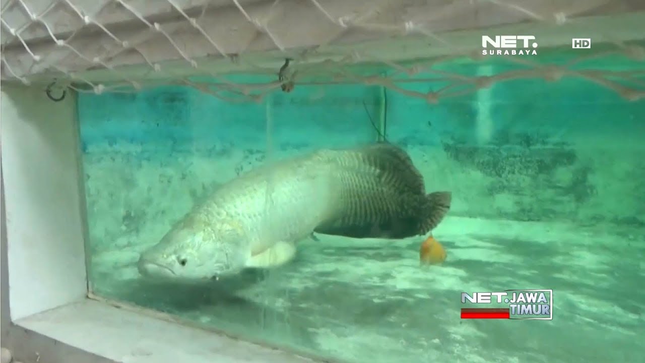 Polemik Ikan Arapaima - NET. JATIM