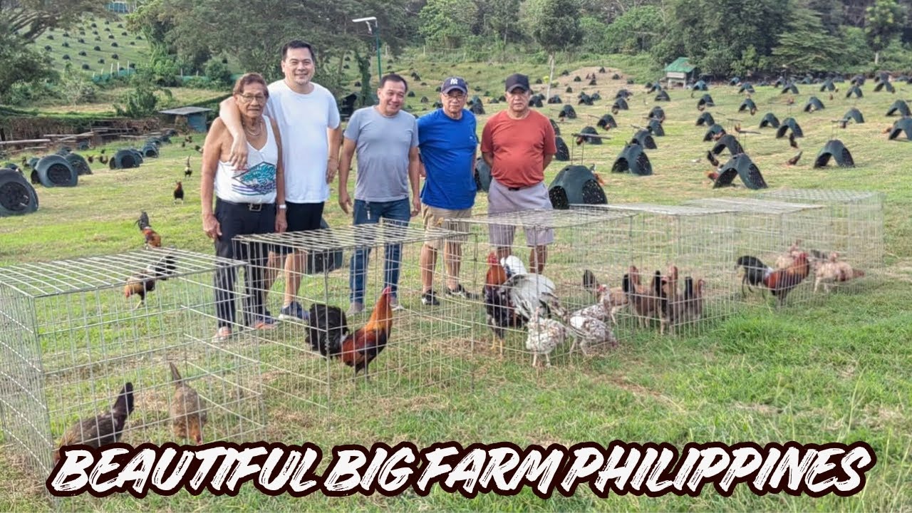 Beautiful Big Farm Iloilo Philippines 🇵🇭 Feeding Time Free Range Shape Chicken Coop Outdoor