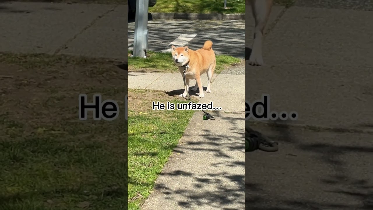 Trying to Teach Shiba a Lesson