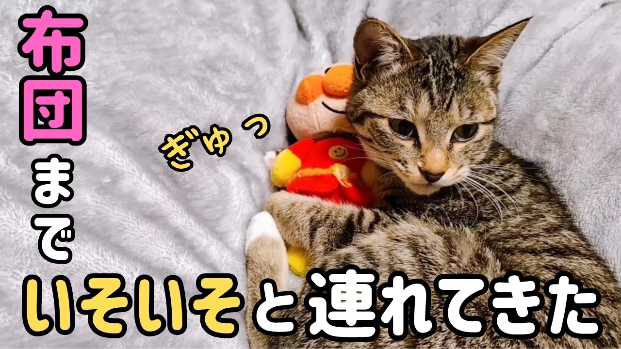 寝る前にいそいそとぬいぐるみを持ってくる猫が可愛すぎる🤭🩷