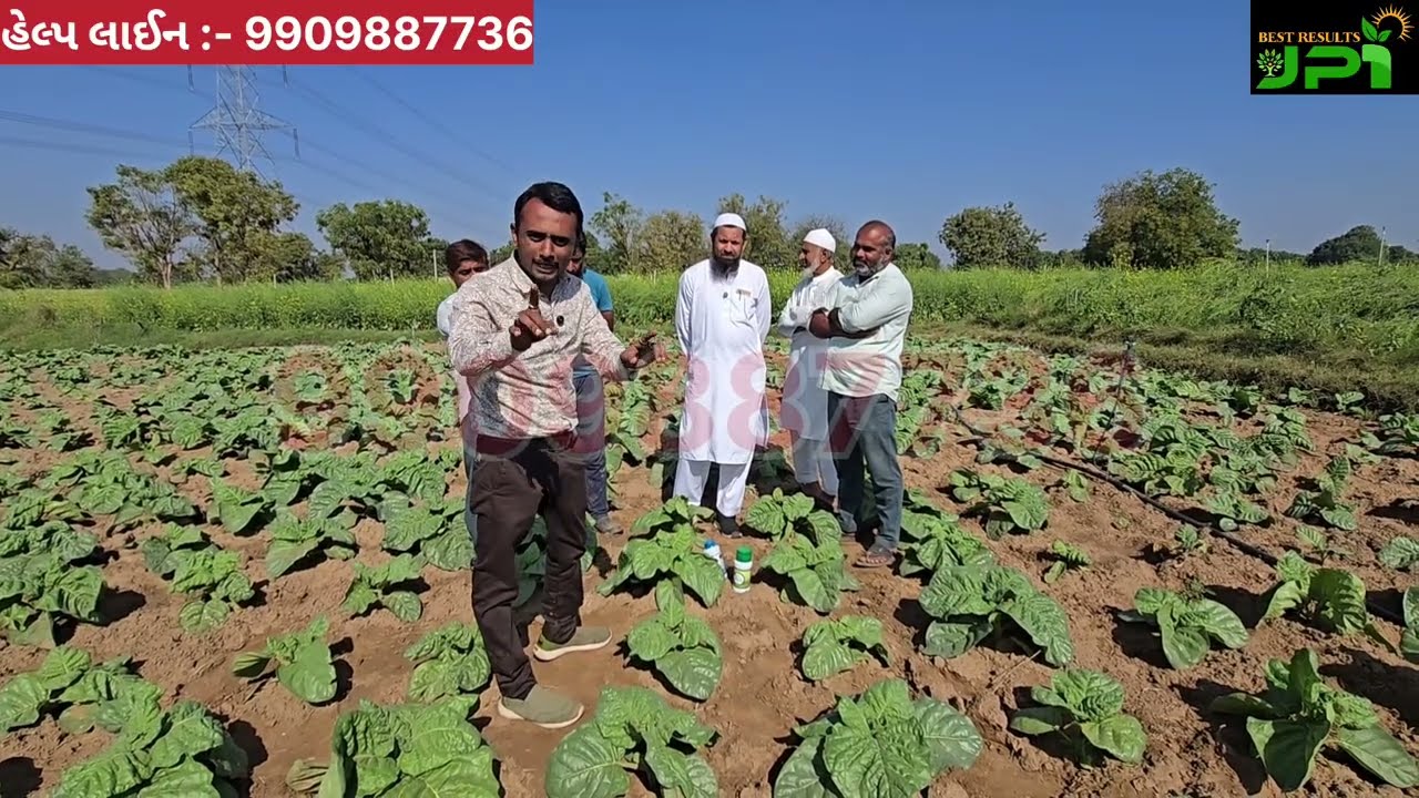 તમાકુ ની ખેતી || વડગામ - બનાસકાંઠા || 9909887736 || માત્ર 15 દિવસ ની પરિણામ 