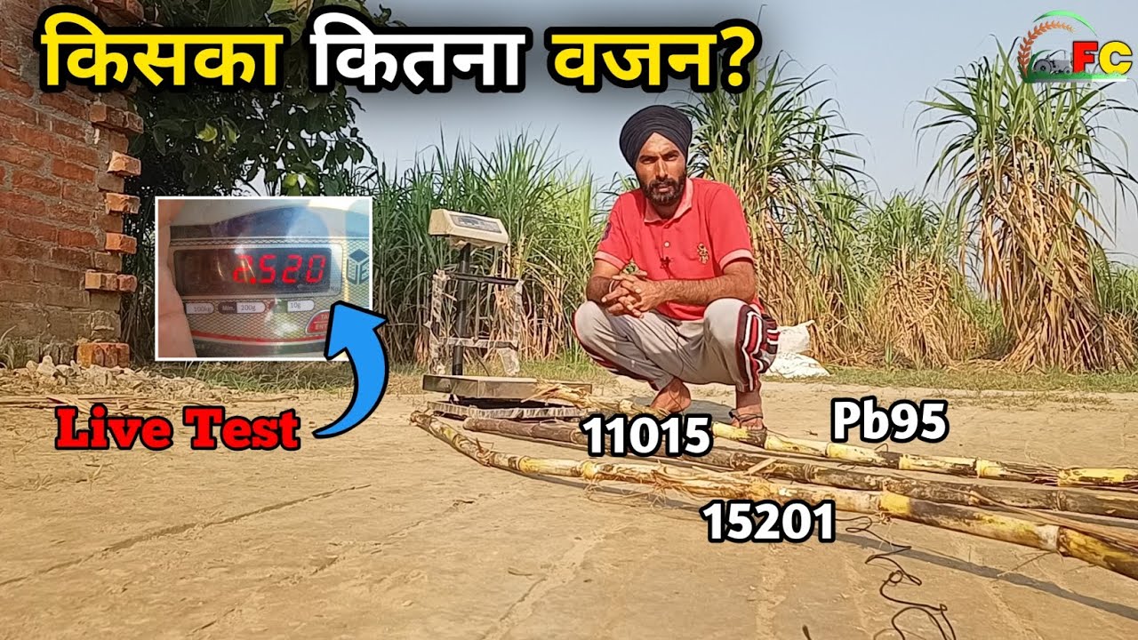 किसका कितना वजन 11015 vs Pb95 vs 15201 / 11015 ganna variety/Pb95 ganna variety /15201 ganna variety