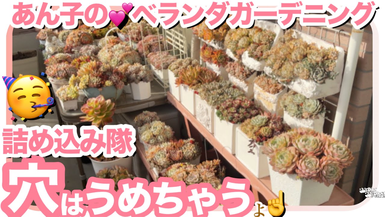 1/27 詰め込み隊、出動！😆スカスカが気になったので多肉を詰めました🌱【多肉植物】【置き場所問題】【ベランダ多肉】