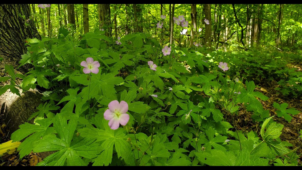 Wild Geranium