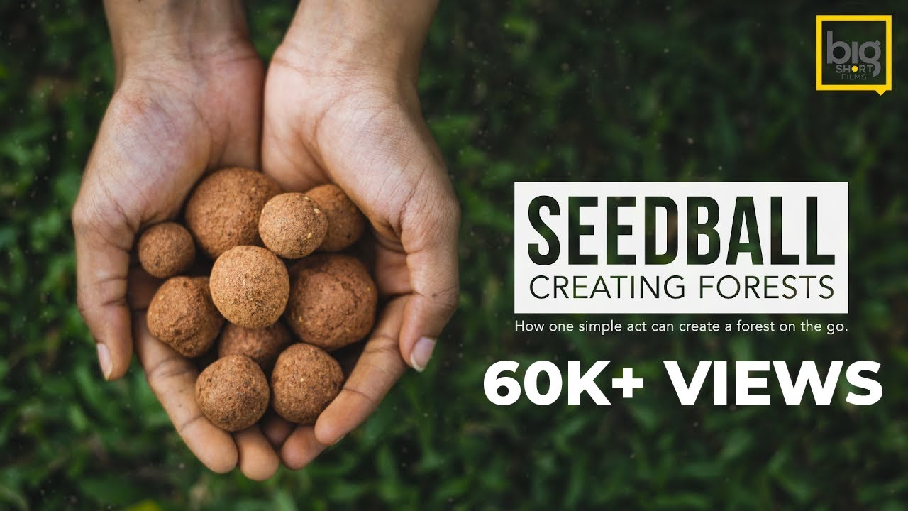 SEED BALL | История создания лесов с помощью SeedBalls