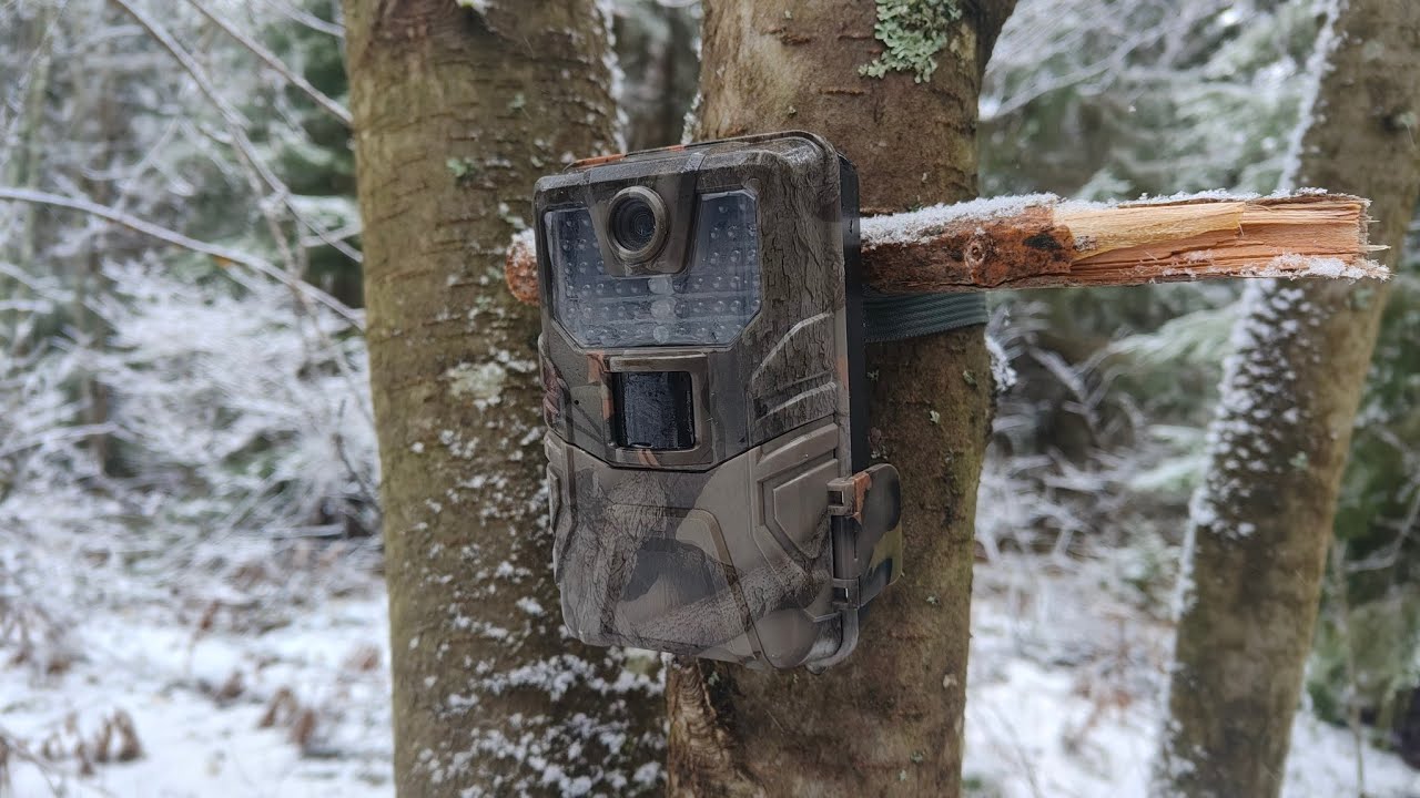 Чуть не встретился с волком! Кто посетил фотоловушки?