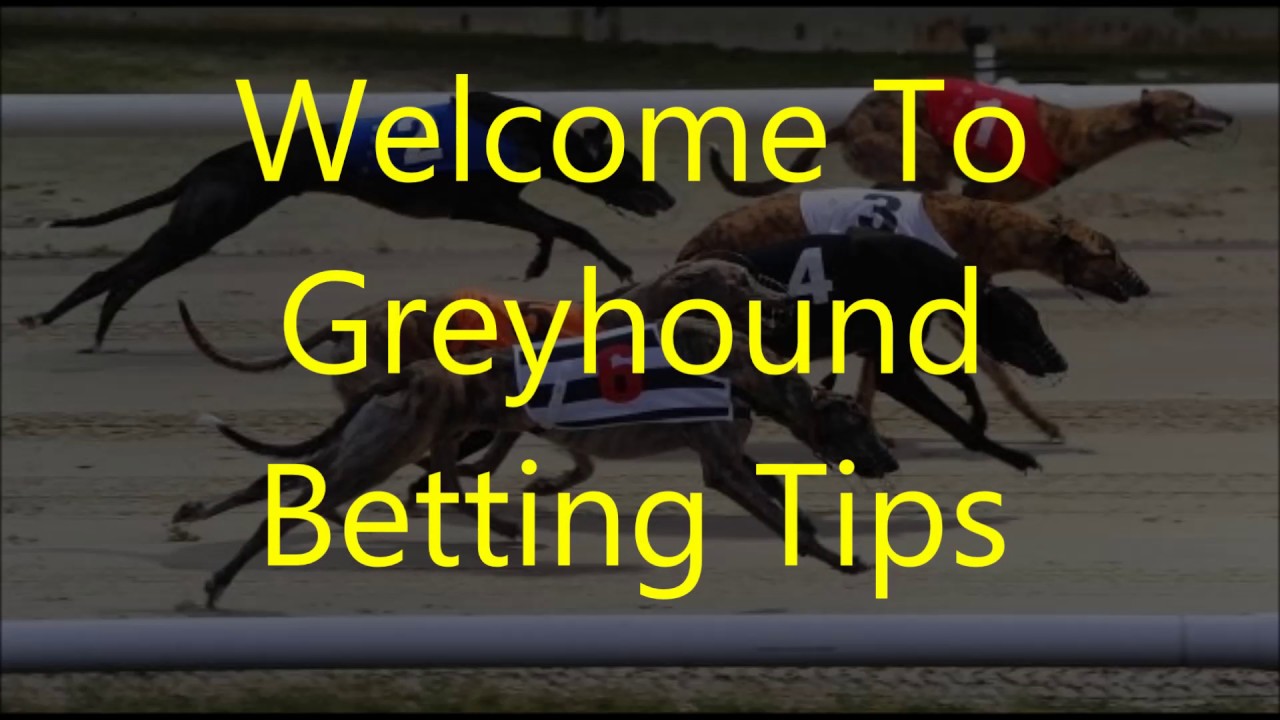 Greyhound Racing Betting Tips 6