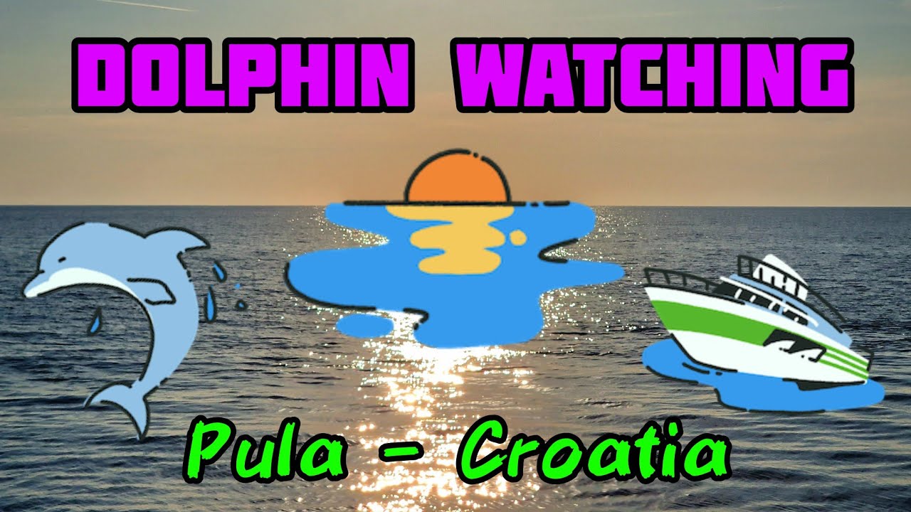 Dolphin Watching Pula Croatia