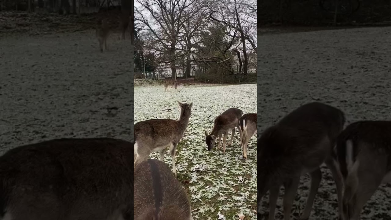 Gem&uuml;tlicher Weihnachtsspaziergang 🎅🏻  #weihnachten #winter #weihnachtsstimmung #tiere #naturliebe