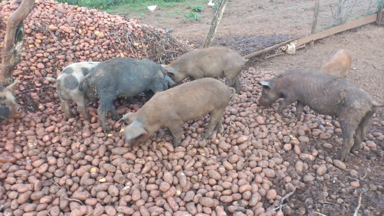 ALIMENTANDO OS PORCOS COM BATATA 
