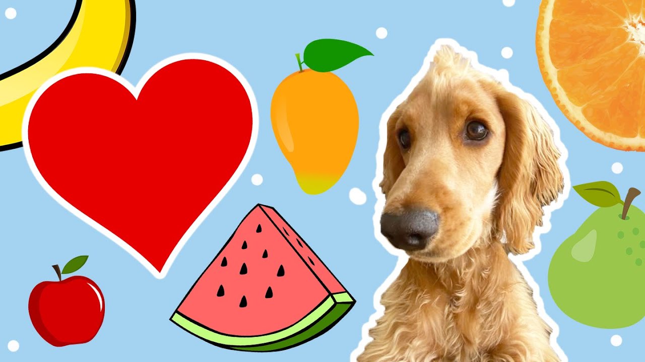Fruits for dogs, tasting!
