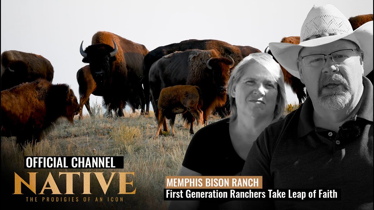 A Leap of Faith | First Generation Ranchers take leap of faith with Memphis Bison Ranch