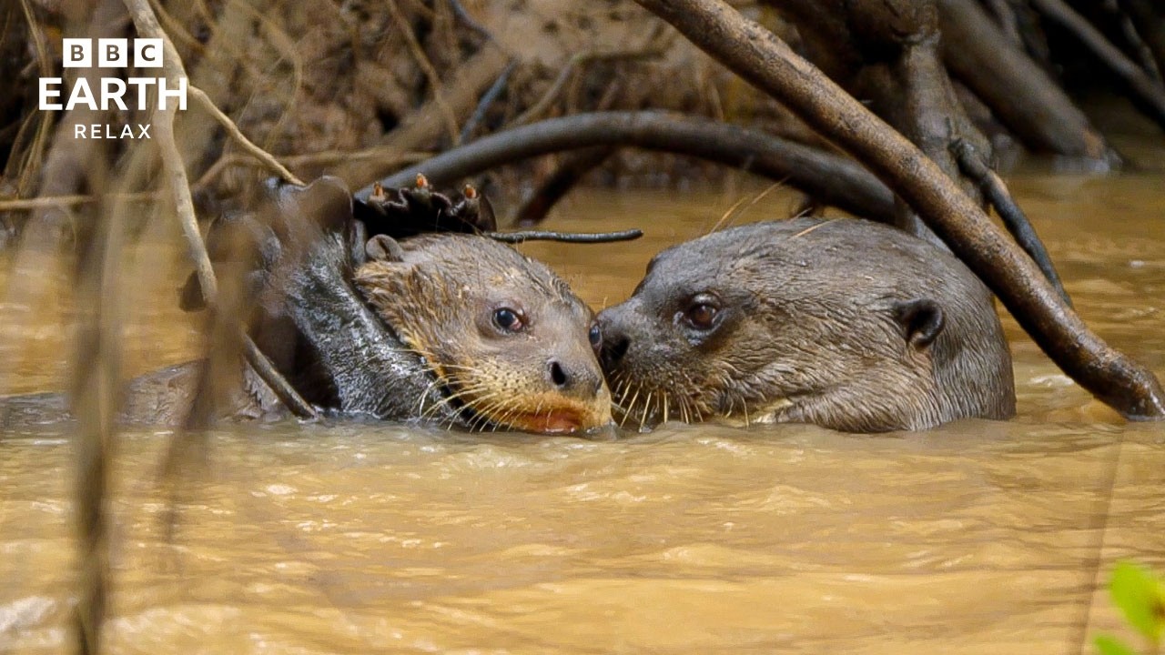 Детеныши животных | Нежные моменты в дикой природе | BBC Earth Relax
