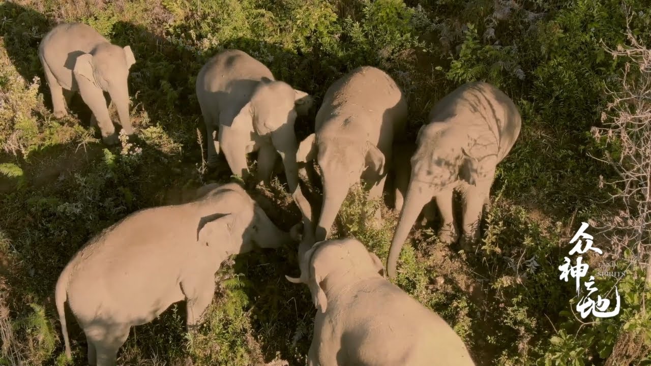 沉浸式看大象之间如何争夺年度MVP《众神之地 The king's terrotory》| China Zone - 纪录片