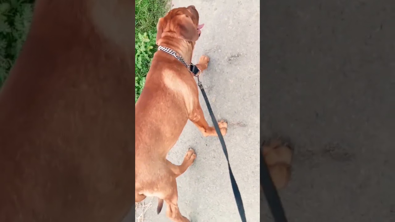 French mastiff dog Pappy 