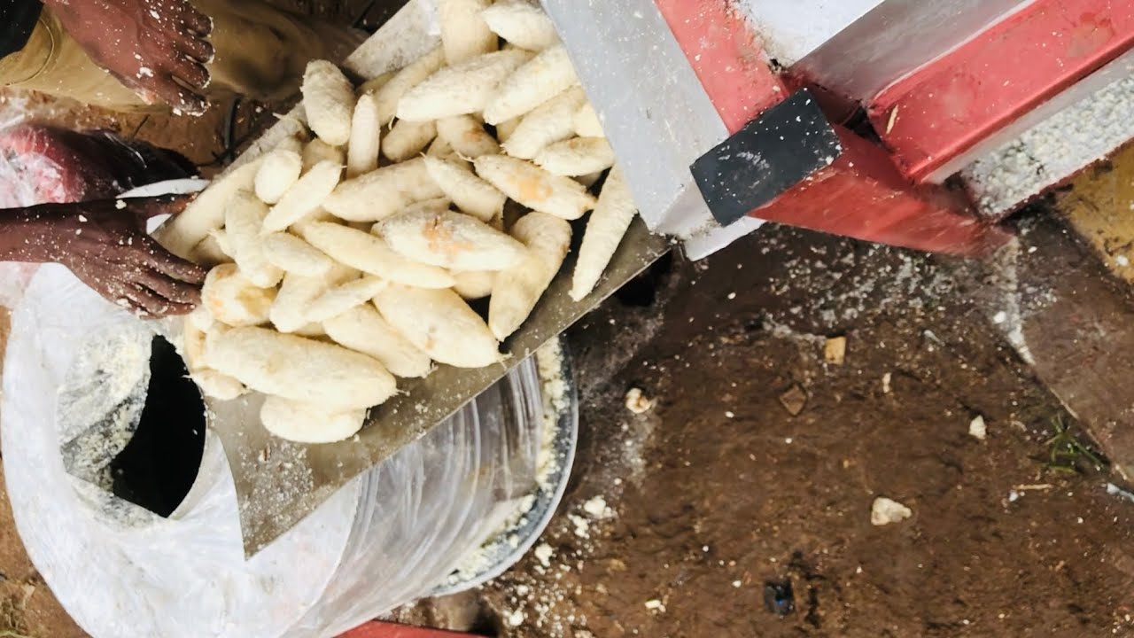 Cassava peeling/washing machine, straight to grating no waste of time