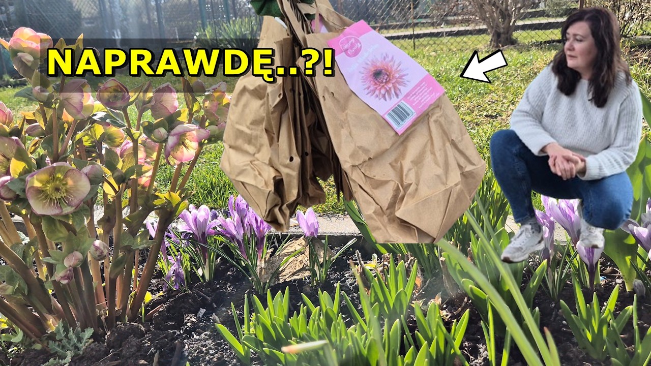 Wracam na działkę po kilku dniach&hellip; i wszystko zaczyna się zmieniać (nowe dalie)
