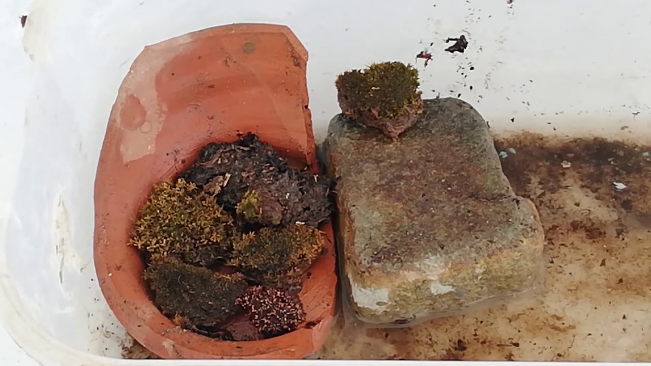 COMO REVIVIR MUSGO SECO DE LOS BONSÁI Y COMO REPRODUCIR MUSGO - AGRO CANAL.  PE