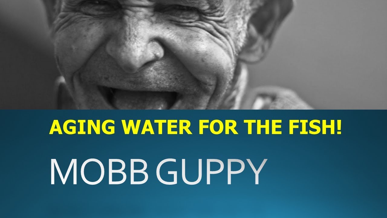 FISHROOM TUTORIAL: AGING WATER - THE MOBB GUPPY WAY!