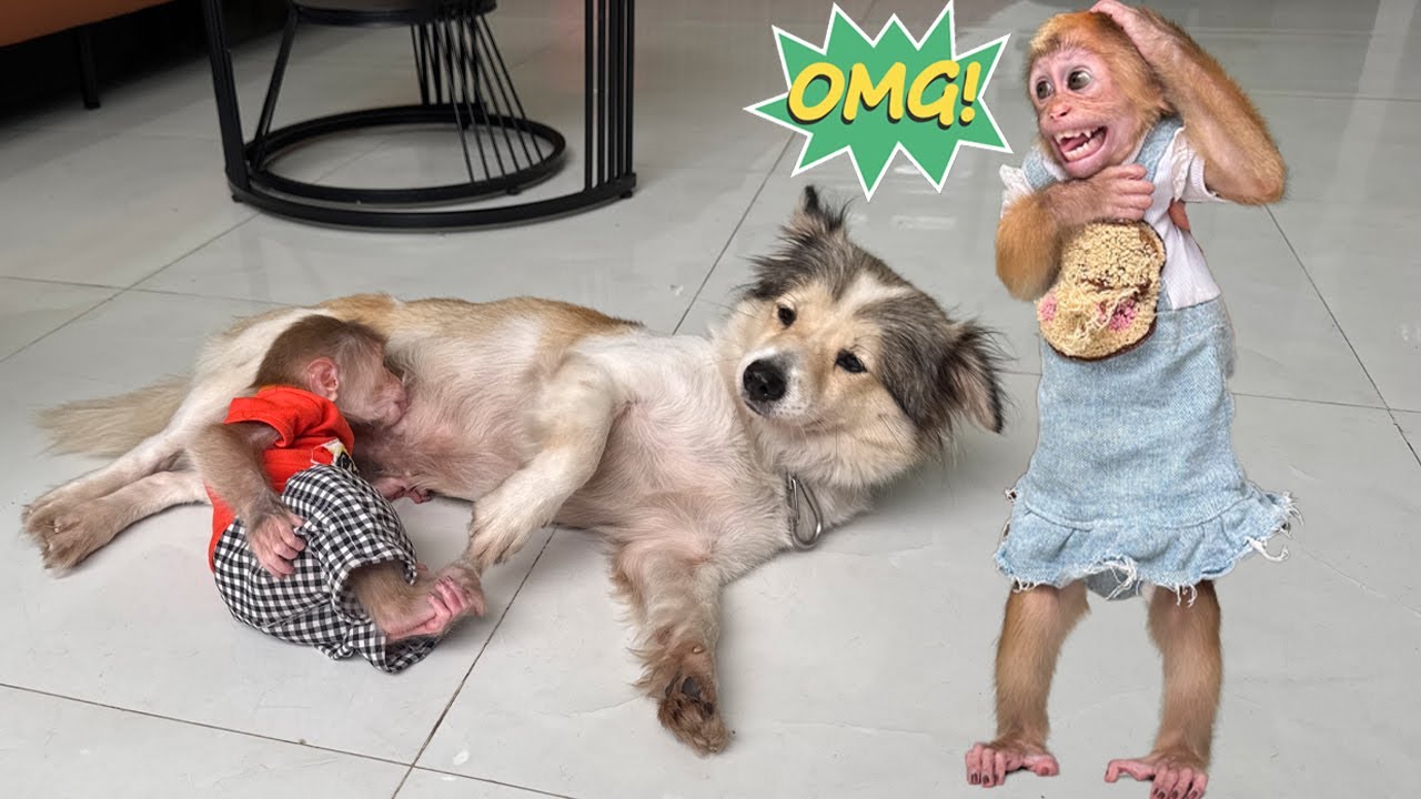 Shocking! Sunny Mistook SuSu for Mom and Started Nursing — Lucky Screamed Helplessly! 😱