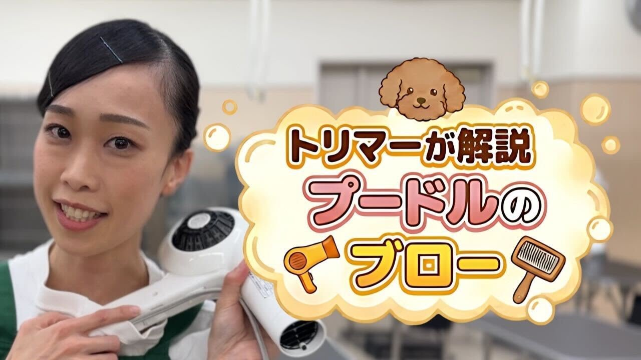 【プードルのドライヤー】暴れる・嫌がる場合の乾かし方のコツを現役トリマーが解説！（犬のシャンプー/プードル）