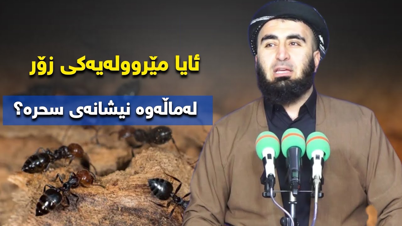زۆربوونی مێلورە لە سوچ و قەراخەکانی ماڵدا نیشانەی سحرە ؟؟