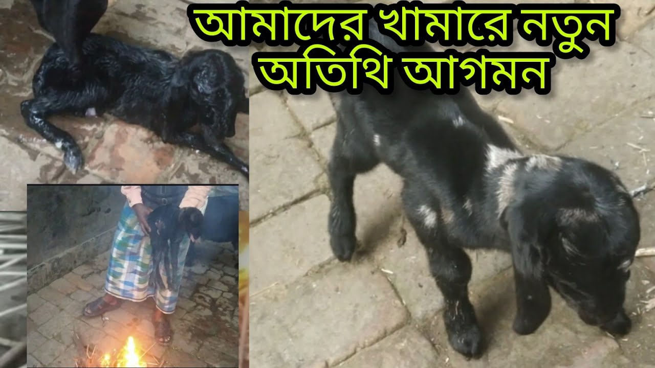আমার ছাগলের বাচ্চা হয়েছে,আজ আমি খুব খুশি।।।