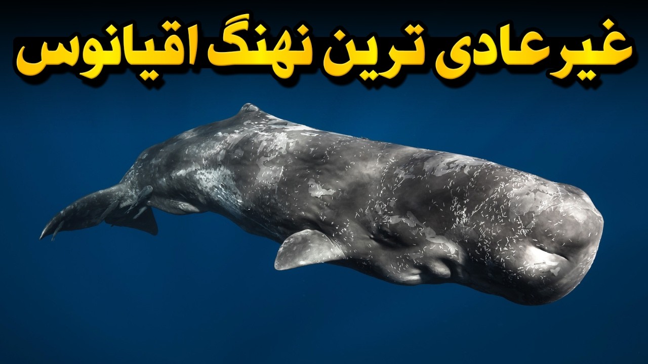 رازهایی از نهنگ عنبر که هیچ‌کس بهتون نگفته