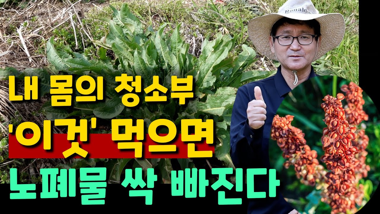 내몸의 청소부 '이것' 먹으면 노폐물 싹 빠진다
