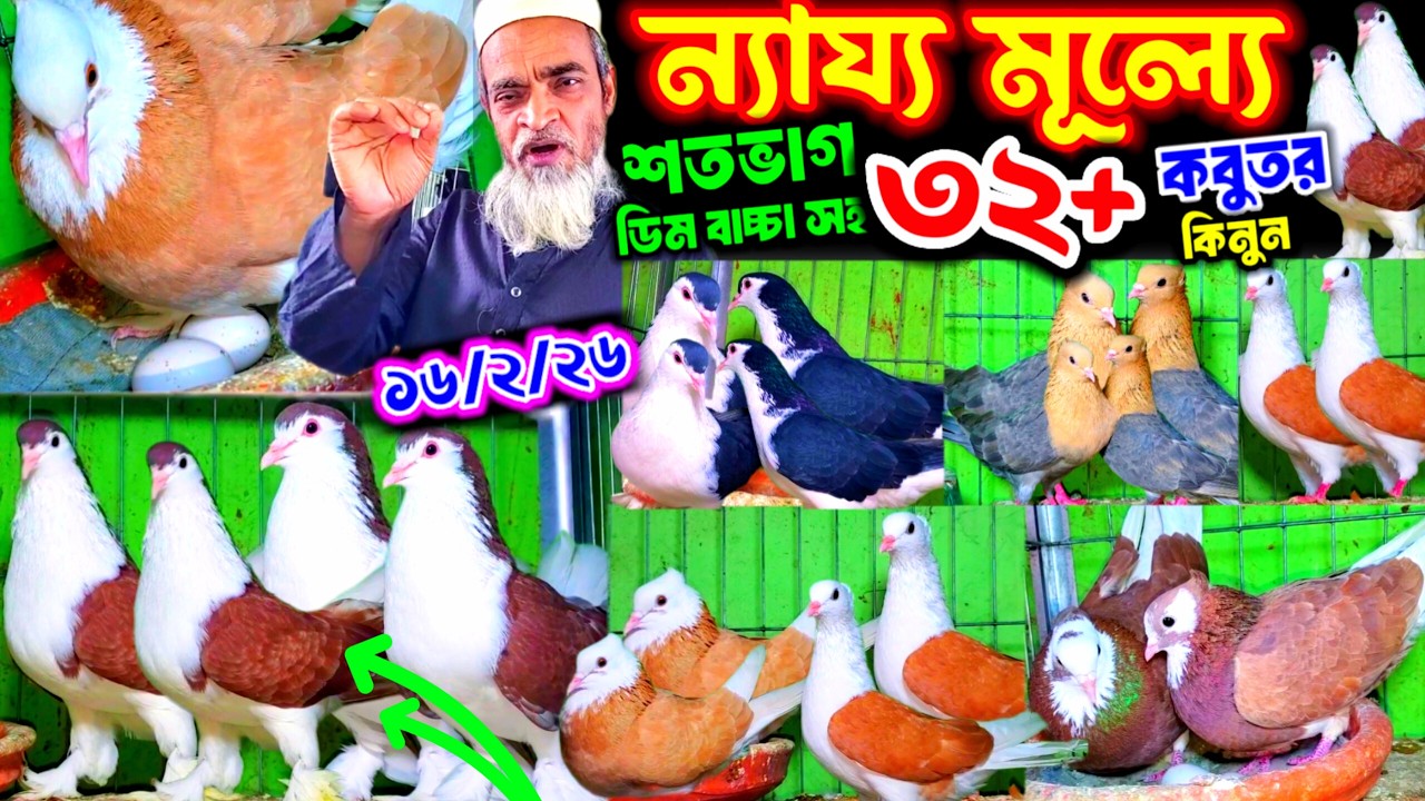 ন্যায্য মূল্যে শতভাগ ডিম বাচ্চা সহ কবুতর কিনুন খামার থেকে | ৩২+ নতুন কবুতর পাইকারি দামে | কবুতর