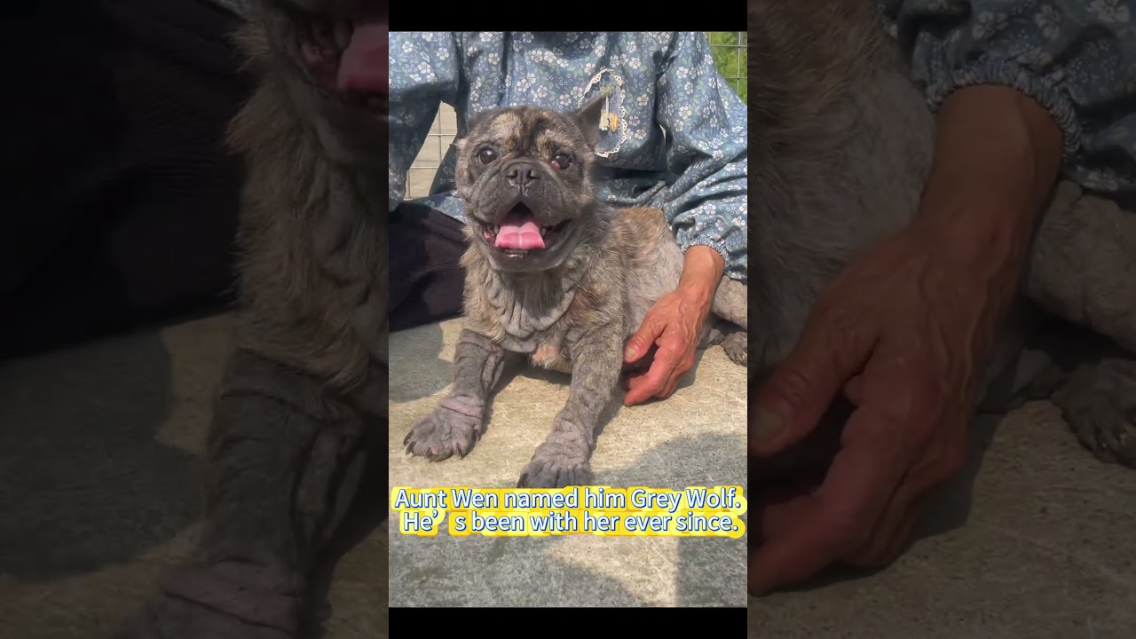 Abandoned for 16 Years This Stray Dog Finally Knows Love  Stray Dog Rescue Story