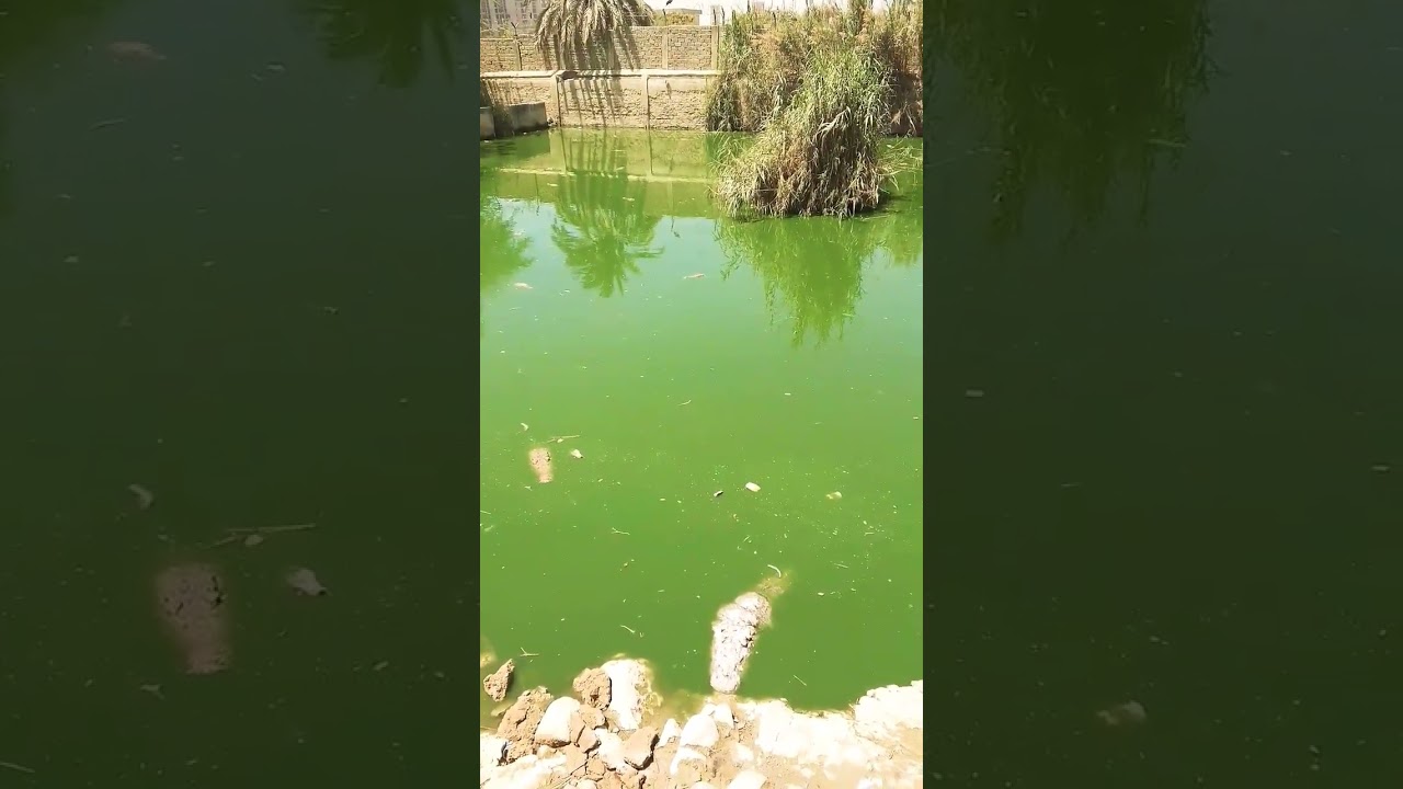 #crocodile #mangopeer