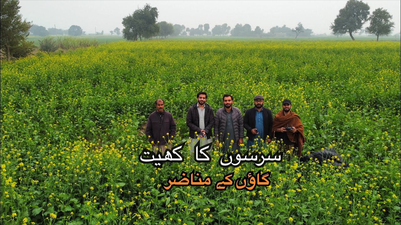Winter me Village Ka Beautiful View | سرسوں کا کھیت