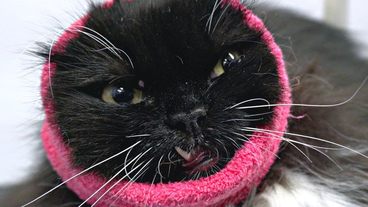 A very spicy snaggletooth cat