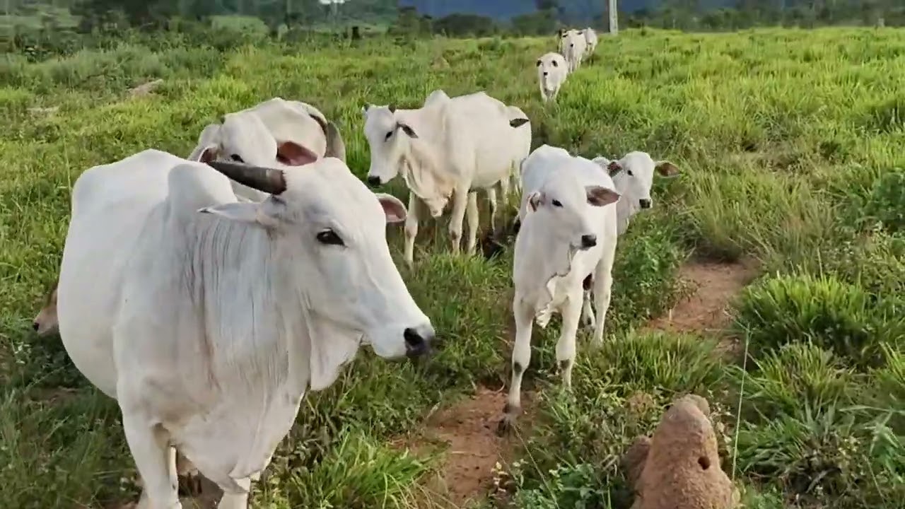  levemos os cavalos para outro sítio por causa que o cavalo pulou a cerca