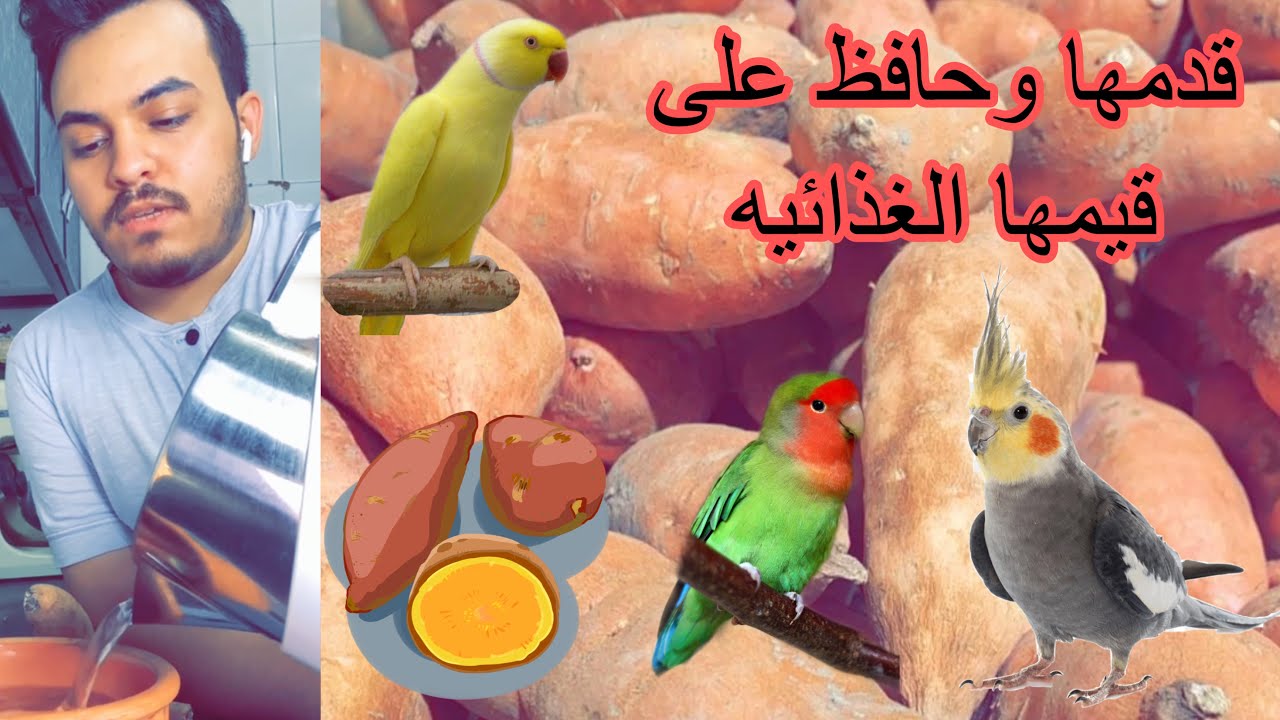 طريقة تقديم البطاطا الحلوه للطيور الجزر اليماني