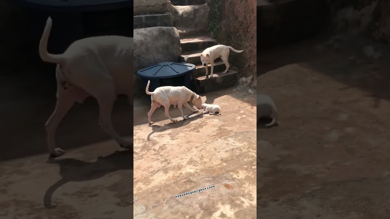 #dogoargentino