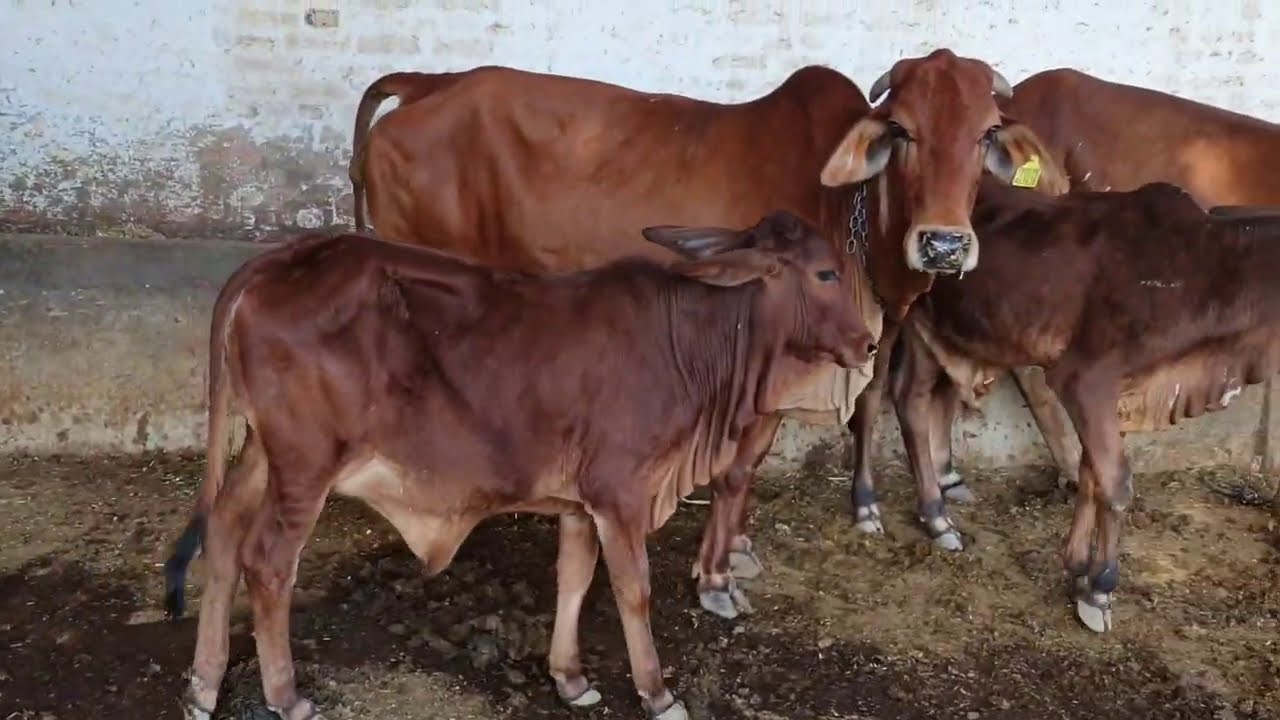 बीकानेर गंगानगर के गांवो में राठी गाय का जबरदस्त संवर्द्धन कार्य।👍  Rathi cows in Bikaner!
