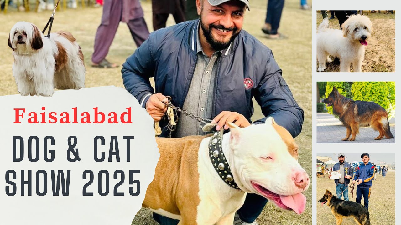 German Shephard Dog Show In Faisalabad | Max Winners | #dog #dogs #doglover