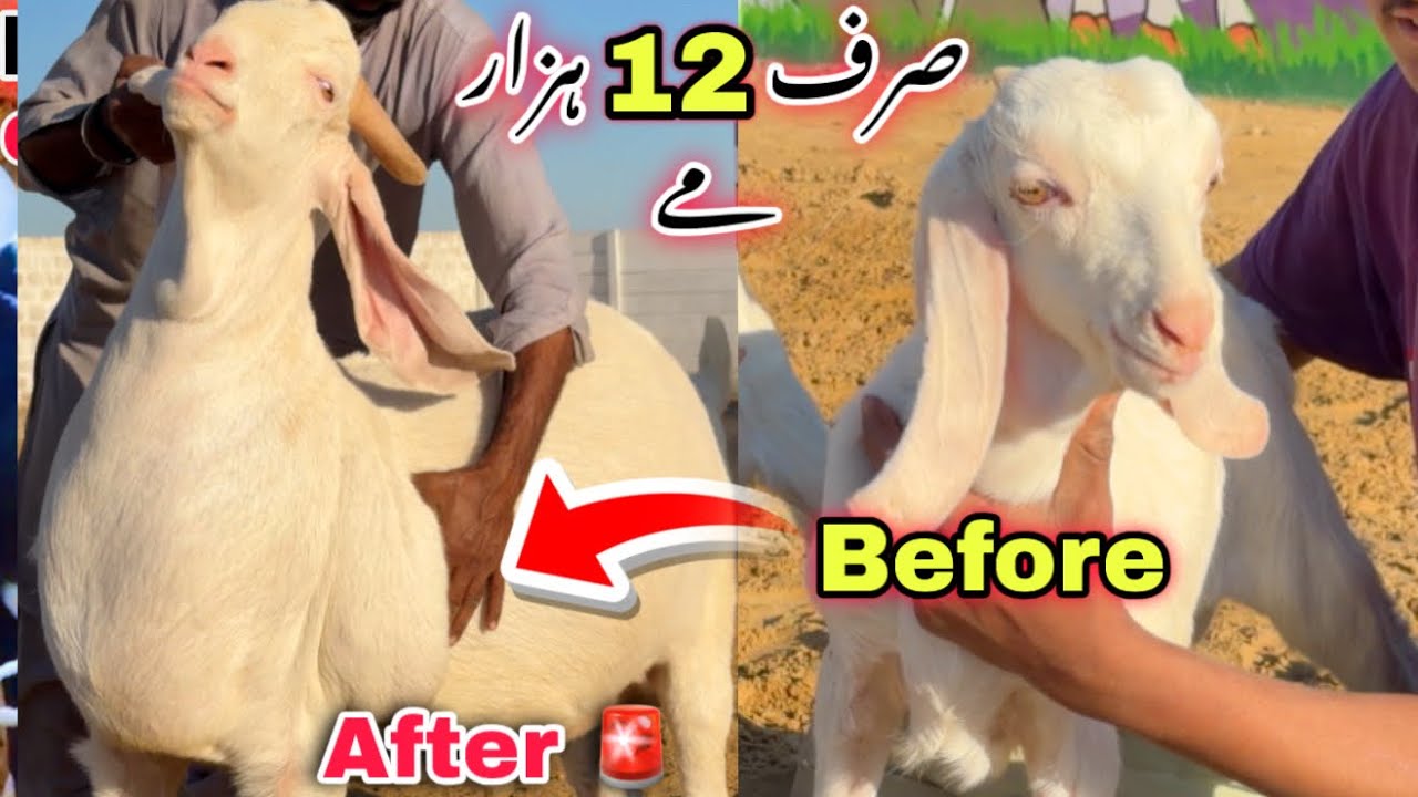 Sirf 12 Hazar Me Qurbani 2026 Ka Shoq 🚨 | Teddy & Gulabi Collection for 2027 😍