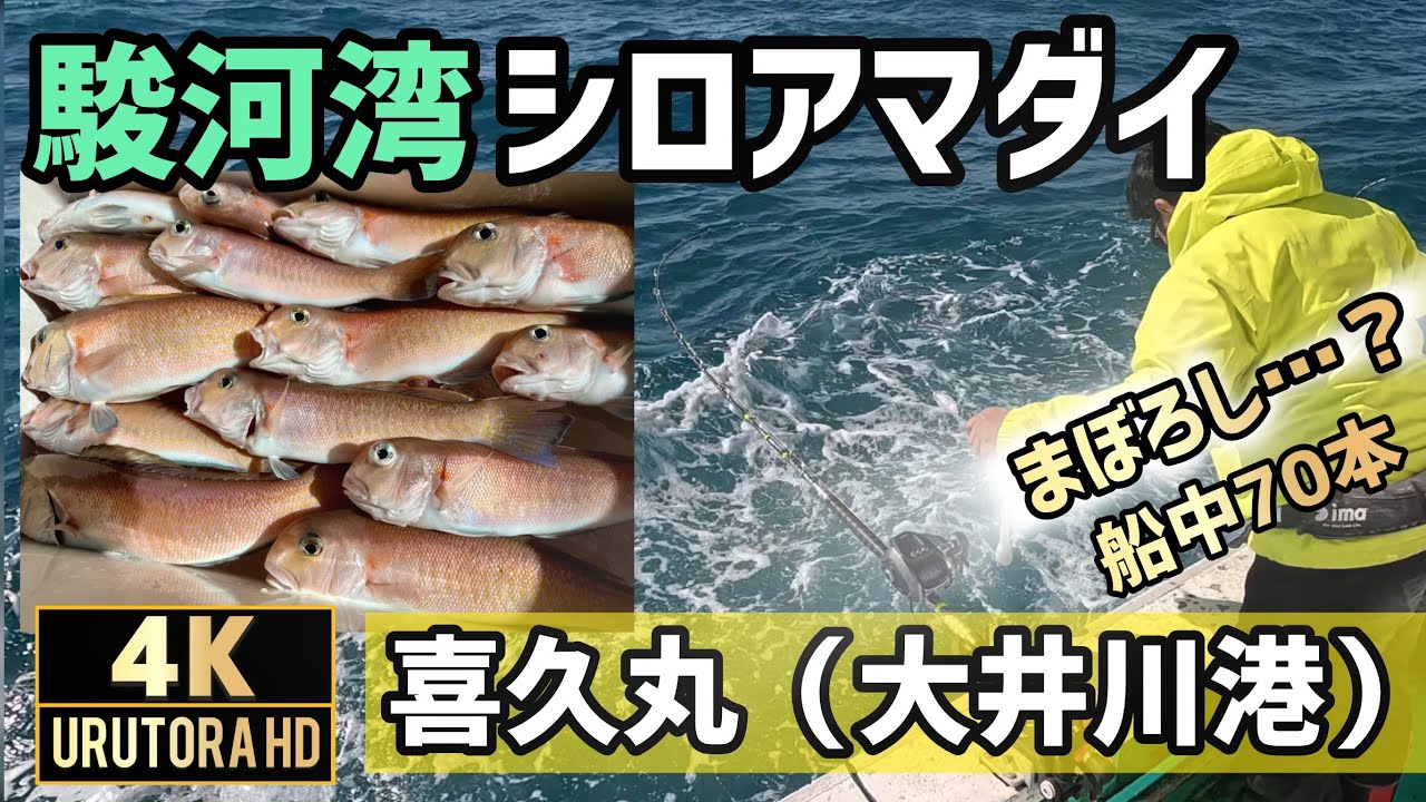 【駿河湾シロアマダイ】 幻の魚が船中70本以上 喜久丸 大井川港 #104