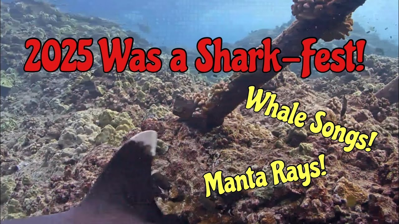2025 Recap with Humpback Whale Audio   4K | MEGA Lab Cam | Hawaii live stream