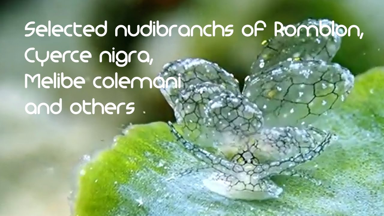 Selected nudibranchs of Romblon, Philippines (Cyerce nigra, Melibe colemani and others)